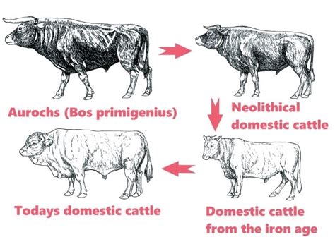 how have cows evolved.
